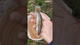 Berburu si predator snakehead gudgeon pelangi🐠 #mancing #mancingliar