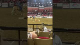 One of the liberty demos I watched at the Midwest horse fair