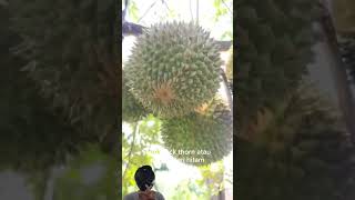 Durian termahal, durian duri hitam dari malaysia #fruit #durianlovers