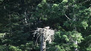 Osprey family, 5/26/24, part 3