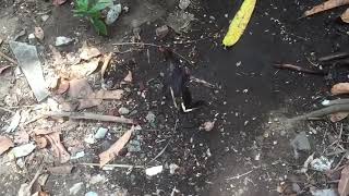 Slow motion: Common Mormon butterfly (Papilio polytes) mud puddling & flight