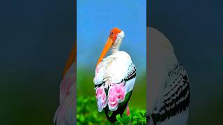 The Large Painted Strok Bird #birds #shorts #shortsvideo