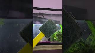 How to Change African Clawed Frog Water so your Frog Aquarium Water is Safe and your Frog is Happy.