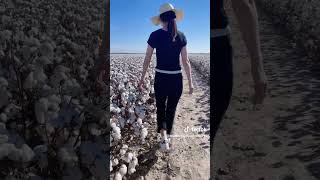 Cotton Fields in America No 1 Cotton Fields in world 🌎