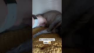 he needed belly-rubs 🥰  #sphynxmom