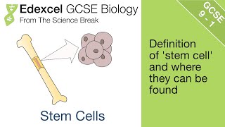 14. Edexcel GCSE Biology - Stem Cells