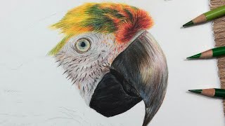 How To Draw a Macaw Beak in Coloured Pencil | Tutorial