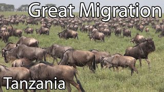 Great migration, Safari in Tanzania