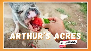 Arthurs Acres Animal Sanctuary is live! 8/4/24