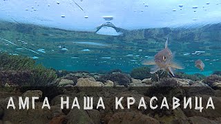 Подлёдные съёмки. Красавица Амга.