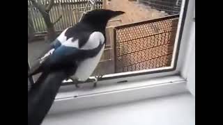 Сорока заразительно смеется и разговаривает как ребенок / Magpie laughs and talks like a child