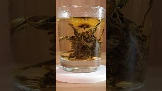 Time lapse Blooming Tea Magical Flower Tea #shorts