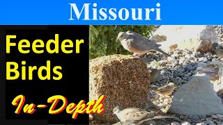 10 Most Common Feeder Birds of Missouri [In-Depth]