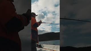 Deep sea fishing at Velfjord Nordnorway, Rosefish (Rotbarsch/Rødfisk) from 105 meters depth! #shorts