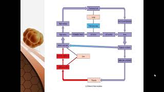 Fetal Circulation