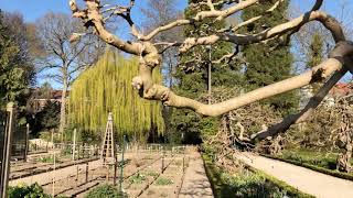 Walk in the Park — Leuven [B] 'Kruidtuin' Palm Sunday 2020