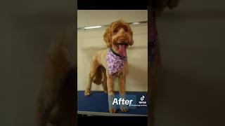 Anxious Goldendoodle Groom #groomer #goldendoodle #grooming