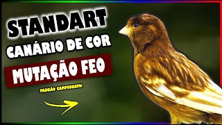 CANÁRIOS DE COR - MUTAÇÃO FEO (STANDART)