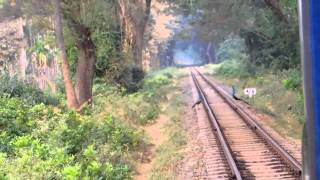 Nilgiri Mountain railway scaring away Peacocks