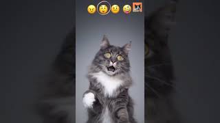 Cat Emoji? This cat reactions at its highest level! Haha! So creative! 😻 #shorts