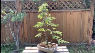 Douglas Fir Bonsai - Walking You Through My Design Process