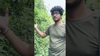 Interesting facts about this plant that you have to know #shortvideo #shorts #short #biology #nature