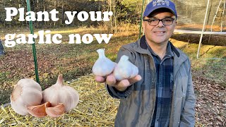 How to Plant Garlic