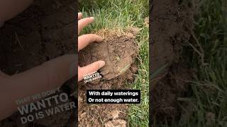 Deep Grass Roots With Proper Watering #water #roots #grass