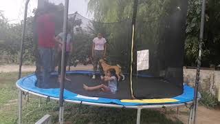 Cachorrita 🐕Labrador Feliz En Cama Elástica Con Niños.