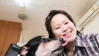 Dog tongue licking female human moments