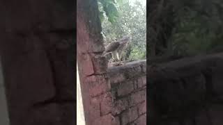 Baby eagle Eating monitor Lizard