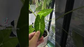 Alocasia Frydek Growth. New Leaf. #tropicalplants #plant #alocasia #plantlover #houseplant #mygarden