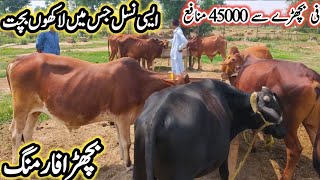 Wachaa Farm || Vacha Farm in pak || wacha Farming in Pakistan || Cattle Farming Business in Punjab