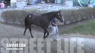 2012 Belmont Stakes contenders