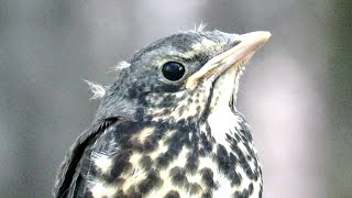 Птенец Рябинника, Fieldfare Chick