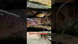 Eastern Copperhead in Maryland @dayhikingandherpingdudes