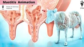 Mastitis in cows animation | What is mastitis in cows | Doctor of veterinary medicine |