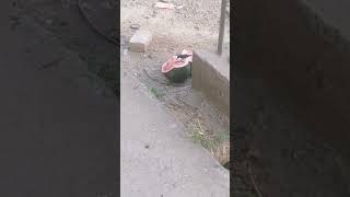 bird eating watermelon wow #birdslover #birds #viral #viralbird