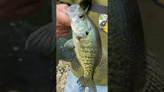 CRAPPIE FISHING | That's A DECENT One For These WATERS! #shorts #fishing