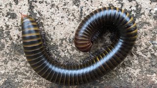 Giant african millipede is so large - InsectsTVMonster