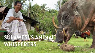 Dr. Dolittle - the Animal Whisperers who befriended Sulawesi’s endangered Babirusa