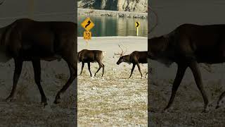 "Reindeer Rhythms: Arctic Giants in Swift Motion"