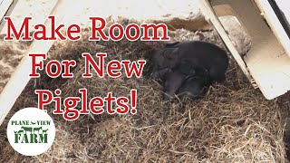 Release The Pigs! - Making Room For Newborn Piglets