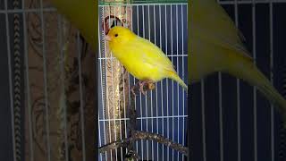 Canary Singing birds sounds at its best hd video #shorts