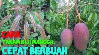 MEMBUAT TANAMAN DARI BIJI CEPAT BERBUAH || BOLANG GARDEN #grafting #mangga