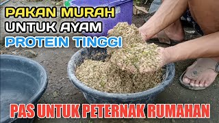 PAKAN AYAM KAMPUNG MURAH | TERNAK AYAM KAMPUNG