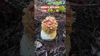 Mushroom ASMR: Fly Agaric (Amanita muscaria) and King Bolete (Boletus edulis), indicator species