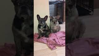 EXOTİC FRENCH BULLDOG BLACK VE BLUE MERLE