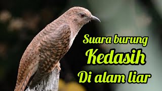 SUARA BURUNG KEDASIH GACOR DI ALAM LIAR