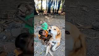 Monkeys and dogs ស្វា និងឆ្កែ #monkeylove #monkey #monkeyvideo #monkeydluffy#babymonkey